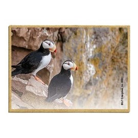 Wildlife Photography Magnet Series – Two Puffins Resting on Rock Rustic Nature Photography Magnets for Fridge, Office, Cooler, Cabin Decor 2.5 x 3.5 inch (SJT09583)