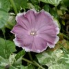 Outsidepride 50 Seeds Annual Ipomoea Nil Morning Glory Chocolate Climbing