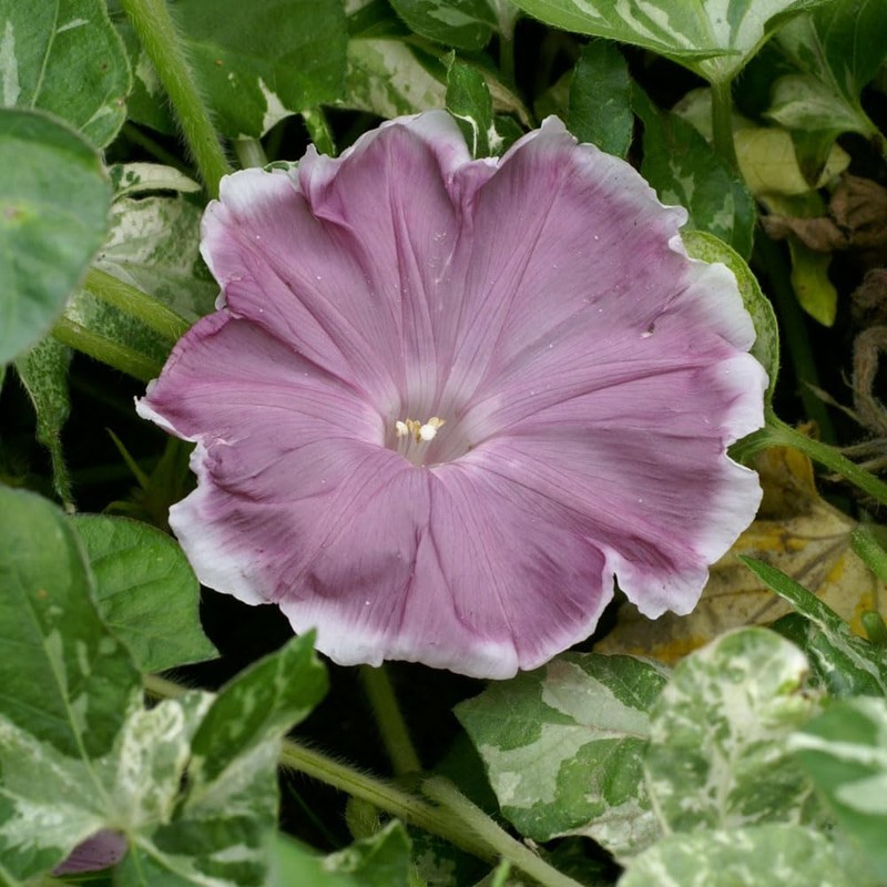 Outsidepride 50 Seeds Annual Ipomoea Nil Morning Glory Chocolate Climbing