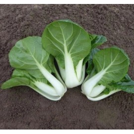 Fresh 1000++ CHINESE WHITE STEM PAK CHOI Bok Choy Chinese Cabbage Seeds, cải bẹ trắng