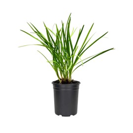 Society Garlic | 3 Large Trade Gallon Size Plants I Tulbaghia Violacea I Live Fragrant Purple Blooms & Edible Leaves, Easy-Care, Drought-Resistant Outdoor Herb