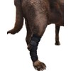 Labra Supportive Dog Rear Leg Hock Joint Wrap Brace with