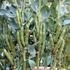 Stereo Bush Broad Fava Bean - 50 Seeds