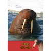 Walrus Birthday Card
