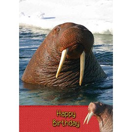 Walrus Birthday Card