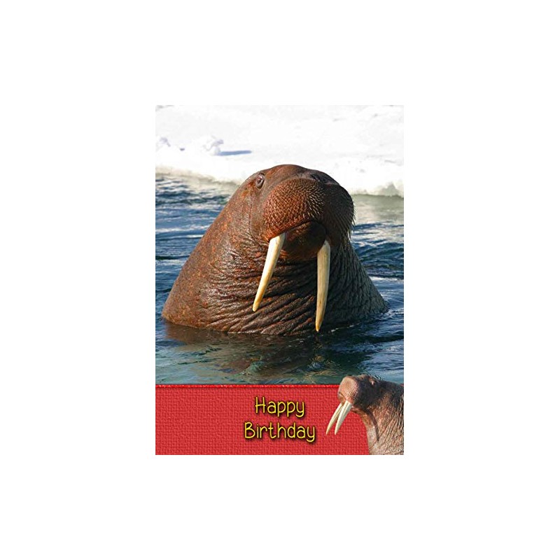 Walrus Birthday Card