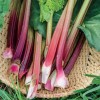 sunshine master 30+ Victoria  Rhubarb Seeds  Heirloom Seeds  Non-GMO Free Shipping