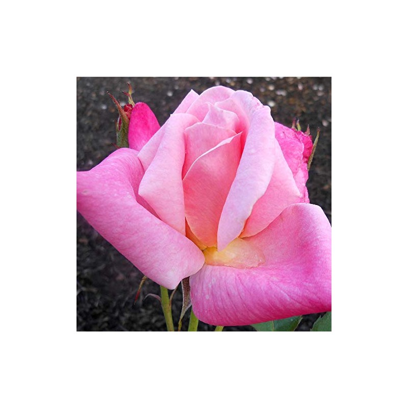 Heirloom Roses Rose Plant - Pink Parfait Pink Rose Bush,