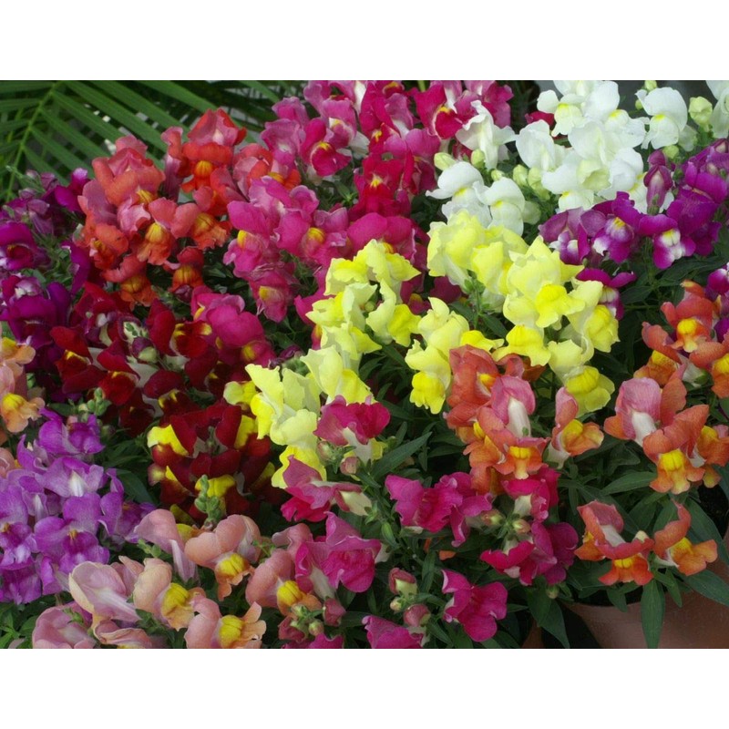 NIKA SEEDS - Seeds Flowers Snapdragon Dwarf Mix Annual -