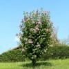 Generic Althea Purple Bloom, Purple Flowering, Deciduous, Shrub, Cold Hardy,