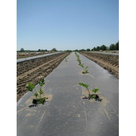 Plastic Mulch Film - Black - Eco-One - 4 ft. X 250 ft. - .5 Mil Thick - by Growers's Solution