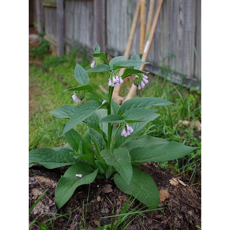 Comfrey - Root Cuttings (Symphytum ×  uplandicum) - Bocking 14