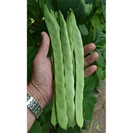 Romano Qing Bian Pole Bean Seeds 7 Grams (~15 Seeds)—Heirloom, Non-GMO, Open-Pollinated - Long Flat Beans—Climbing Variety for Vertical Gardening, Trellis, or Pole Growing