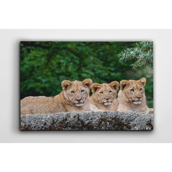 3 Cute Lion Cubs Wildlife Canvas/Wall Art For Home/Office/Living Room/Bedroom