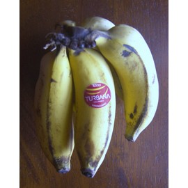 Manzano "Apple" Banana Plant - Rare - Live Banana Tree - Apple Flavor!!