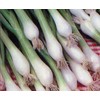 Onion Green Bunching Great Heirloom Vegetable Seeds by Seed kingdom (500 Seeds)