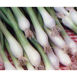 Onion Green Bunching Great Heirloom Vegetable Seeds by Seed kingdom (500 Seeds)