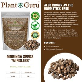 Moringa Seeds Wingless 16 oz. / 1 lb. - PKM1 Variety - Edible Snacking - Planting - Moringa Oleifera - Malunggay - Semillas De Moringa - Drumstick Tree - Non-GMO - 1600 to 2000 Seeds