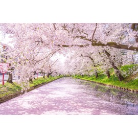ND Tapestry Cherry Blossom Tree Lined Interior Spring Stylish Landscape Scenic Scenery Large Large Healing Room Decoration Seasonal Online Drinking Party Background Wall Instagenic Goods Accessory Cloth Telework Background Present zoom Cherry Blossom Fes