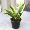 Plants for Pets Live Snake Plant, Sansevieria trifasciata Superba, Fully