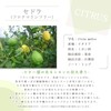 Sedra Furocomarin Free (FCF) 10ml e-aroma Essential Oil Essential Oil