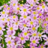500+ Seeds Perennial Dream Coreopsis Flower Seeds for Planting Outdoor