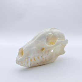 ZONYANSO Natural Animal Skull Real Bone Specimen Taxidermy Fox Skull Raccoon Dog Skull Cat Skull Mink Skull Turtle Skull Science Education Special Gift (Raccong Dog Skull)