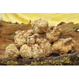KIRA SEEDS - Spores Mushrooms White Truffles for Garden - Heirloom - GMO Free