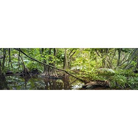 Carolina Custom Cages Reptile Habitat Background; Rain Forest Swamp, for 36Lx18Wx24H Terrarium, 3-Sided Wraparound