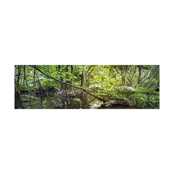 Carolina Custom Cages Reptile Habitat Background; Rain Forest Swamp, for
