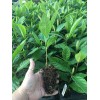Tree Loquat Tree With 6- 8” Sweet Tropical Live Plant