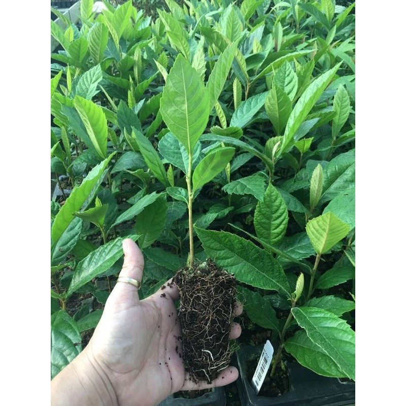 Tree Loquat Tree With 6- 8” Sweet Tropical Live Plant