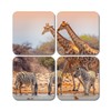 4 x Square Safari Animals Coasters - Giraffe Zebra Zoo