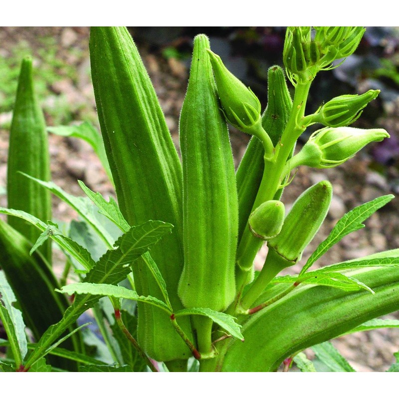 Okra Seeds for Coffee Lady's Finger Bamia Vegetable for Planting