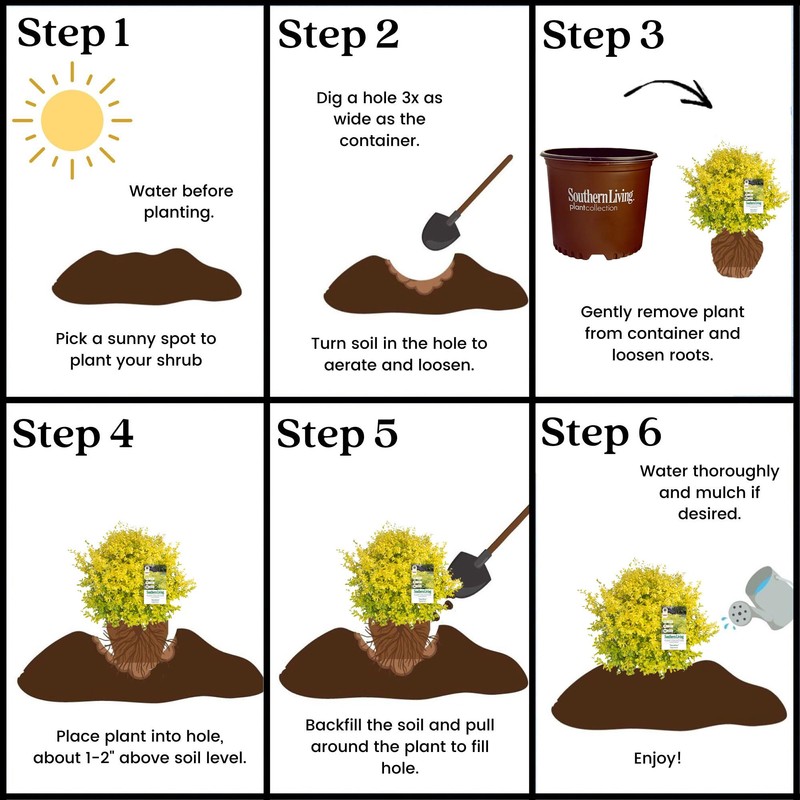 Southern Living Sunshine Ligustrum 2 Gallon