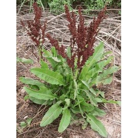 Curly Dock (99+ Seeds) Fresh This Season's Harvest from My Garden mKE -10