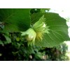 Buy Rare Seeds Corylus avellana | Hazel | 5_Seeds