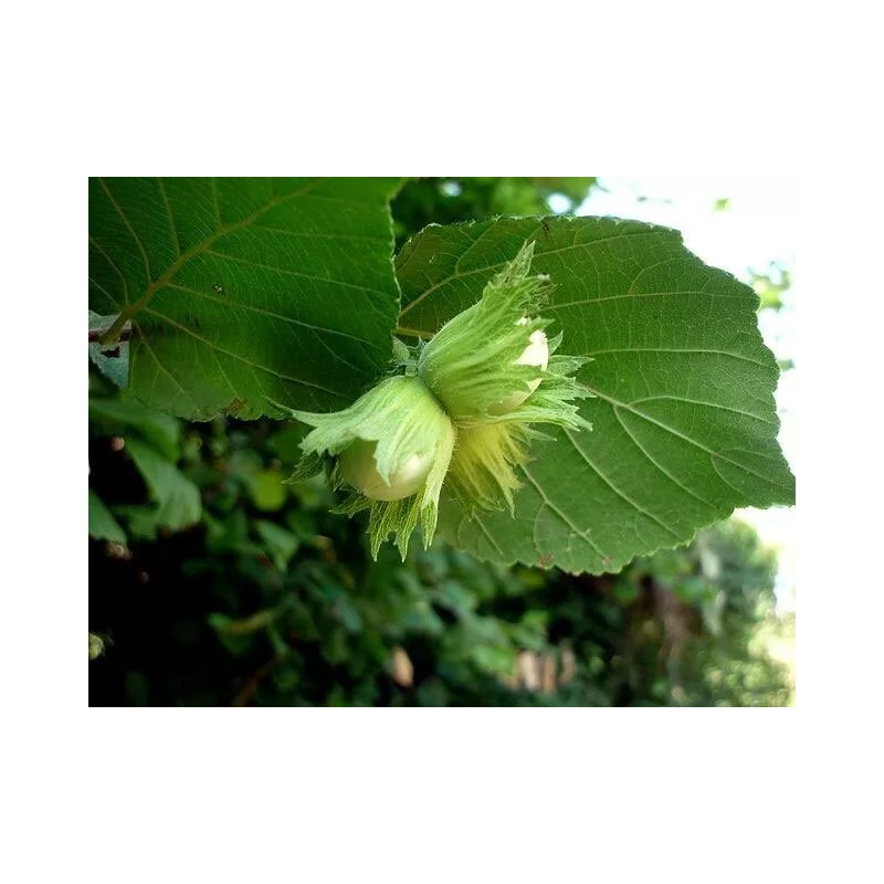 Buy Rare Seeds Corylus avellana | Hazel | 5_Seeds