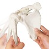 EVOTECH SCIENTIFIC Human Upper Limb Skeleton Anatomical Model, Life Size
