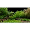 AWERT Aquarium Background River Bed & Lake Aquatic Plant Fish
