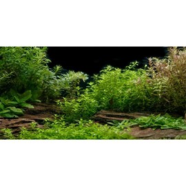 AWERT Aquarium Background River Bed & Lake Aquatic Plant Fish Tank Background Vinyl 36x18 inches