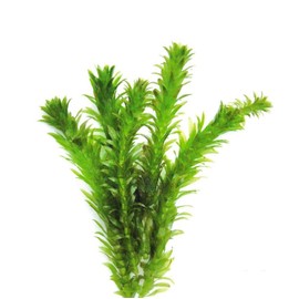 Anacharis - Elodea Densa Egeria Tropical Live Aquarium Plants Moss