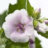 Crema Para Rozaduras D Pañal, Weleda Con Malva Blanca 1.7