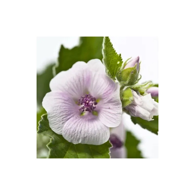 Crema Para Rozaduras D Pañal, Weleda Con Malva Blanca 1.7