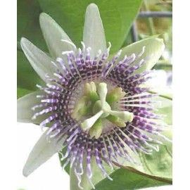 Buy Rare Seeds Passiflora ligularis | Sweet Granadilla | Grenadia | 5_Seeds