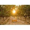 Setton Farms Pistachio Pub Mix 11 Oz. Value Bag. With