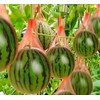 20 Watermelon Seeds for Planting