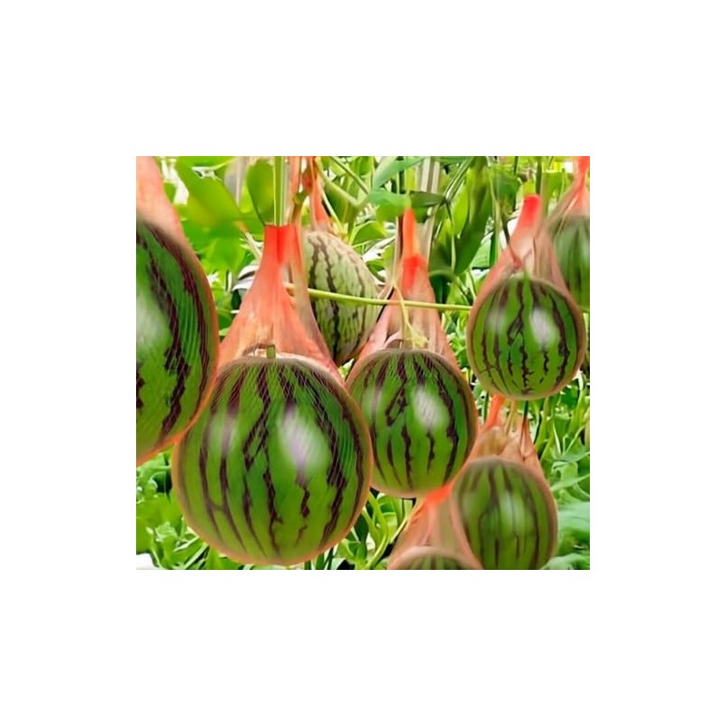 20 Watermelon Seeds for Planting