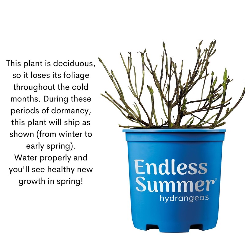 1 Gallon Endless Summer Hydrangea Summer Crush Shrub