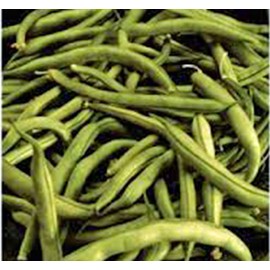 Bean Seed, Commodore Bush, Heirloom, 100+ Seeds, Non GMO, Green Beans